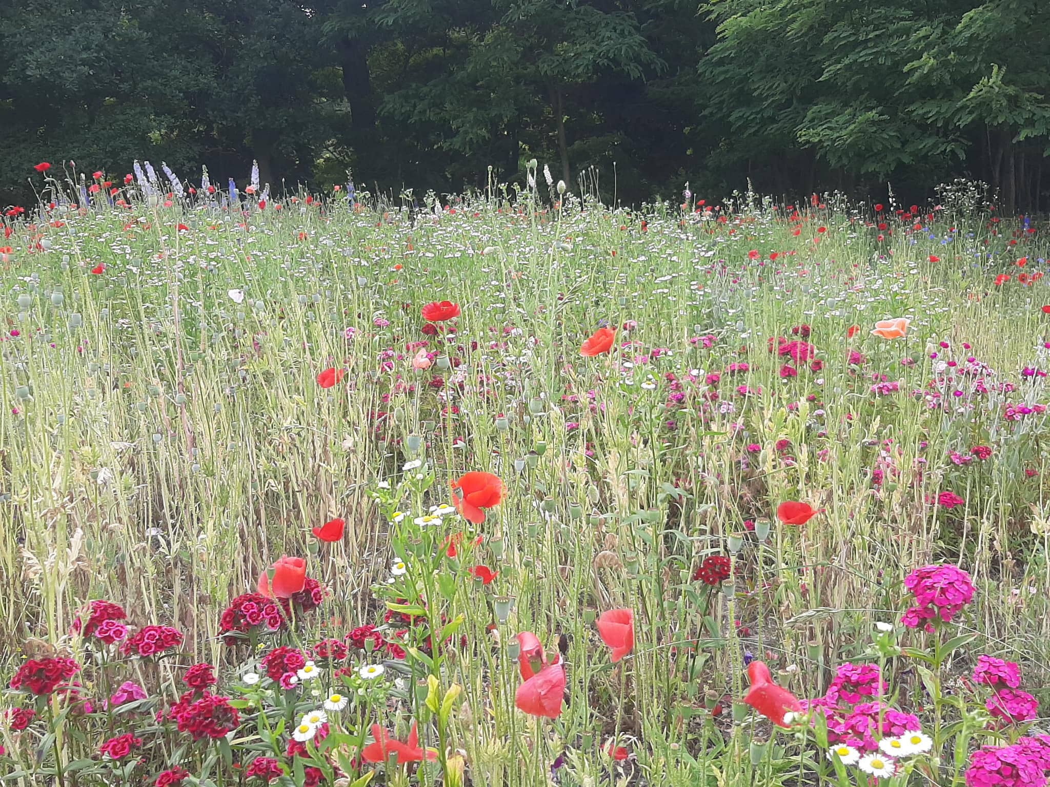 Wyniki zgłoszeń do realizacji zielono-niebieskich inicjatyw
